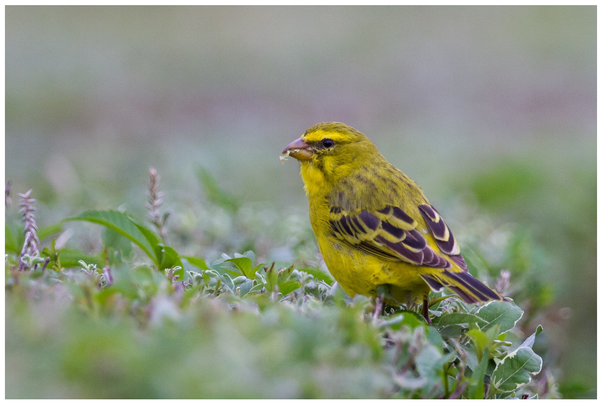 De-Risking Production: A Guide to Alpha, Beta, and Canary Builds